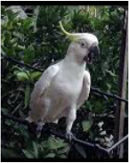 A white cockatoo perched on a branch with greenery in the background.