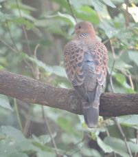 A bird perched on a branch with a blurred green background.
