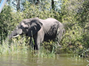 Elephant standing in water near dense greenery.