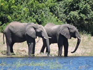 Two elephants walking side by side near a water body in a green forest.