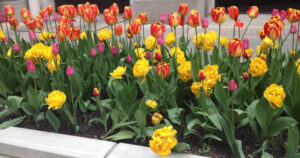 Bright yellow and orange tulips blooming in a garden bed.