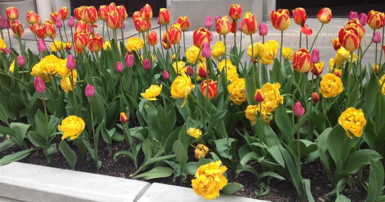 April 2018 – Celebrating Spring