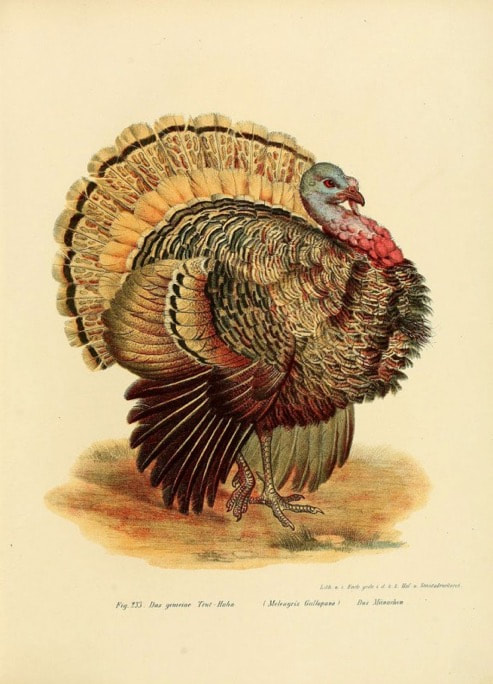 A detailed vintage illustration of a male turkey with vibrant plumage.