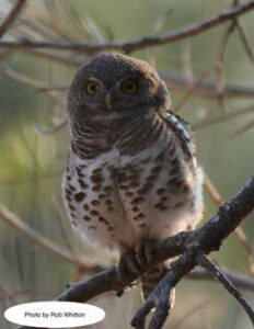 A small owl perched on a branch with yellow eyes.