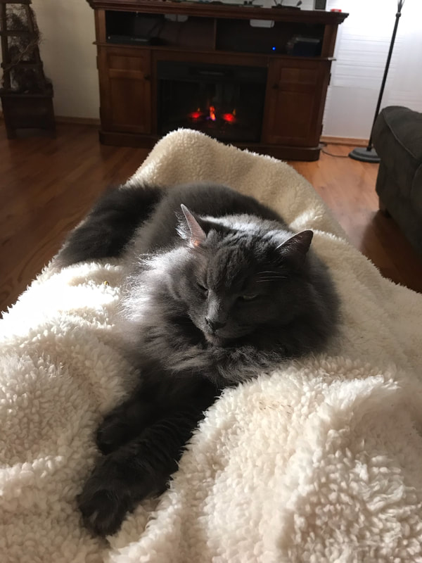 A gray cat sleeping peacefully on a soft blanket.