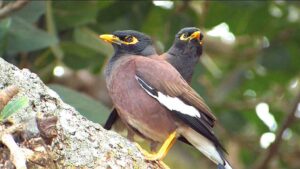 Two myna birds perched on a rock, one facing forward and the other looking sideways.