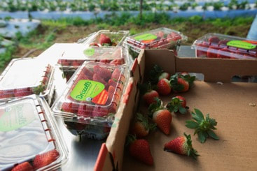 Fresh strawberries in plastic containers and scattered on a wooden table outdoors.