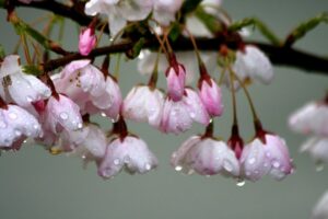 Close-up of pink cherry blossoms with water droplets.