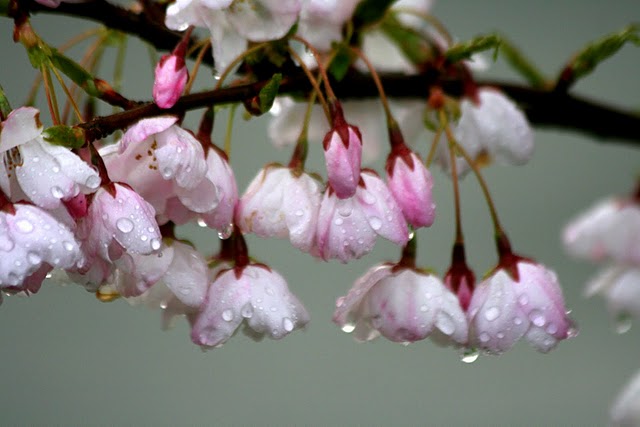 February 2020 – Happy Chinese New Year