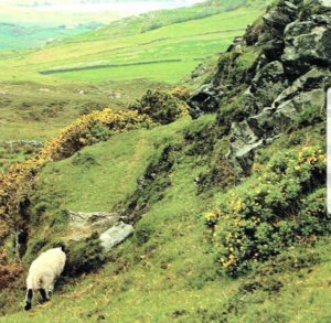 Sheep grazing on lush green hills with rocky terrain.
