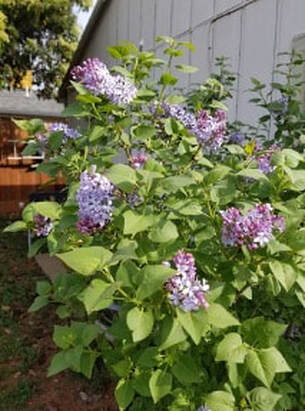 A lush lilac bush with blooming purple flowers in a garden.