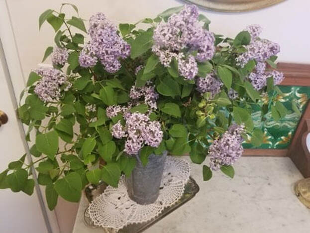 A bouquet of lilac flowers in a white vase on a table.