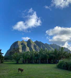 Mountain landscape under a blue sky with scattered clouds and a lone animal grazing.