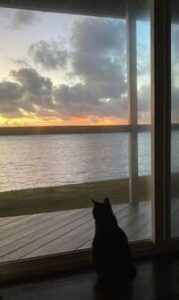 Cat gazing out a window at sunset over a lake.