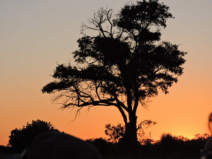 Silhouette of a tree against a vibrant orange sunset sky.