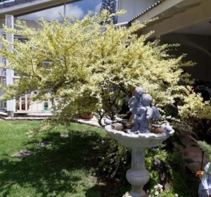 A birdbath with a bird statue near a blooming tree in a sunny garden.