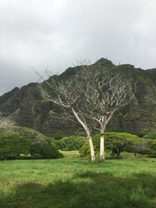 Two bare trees standing in a green field with mountains in the background.