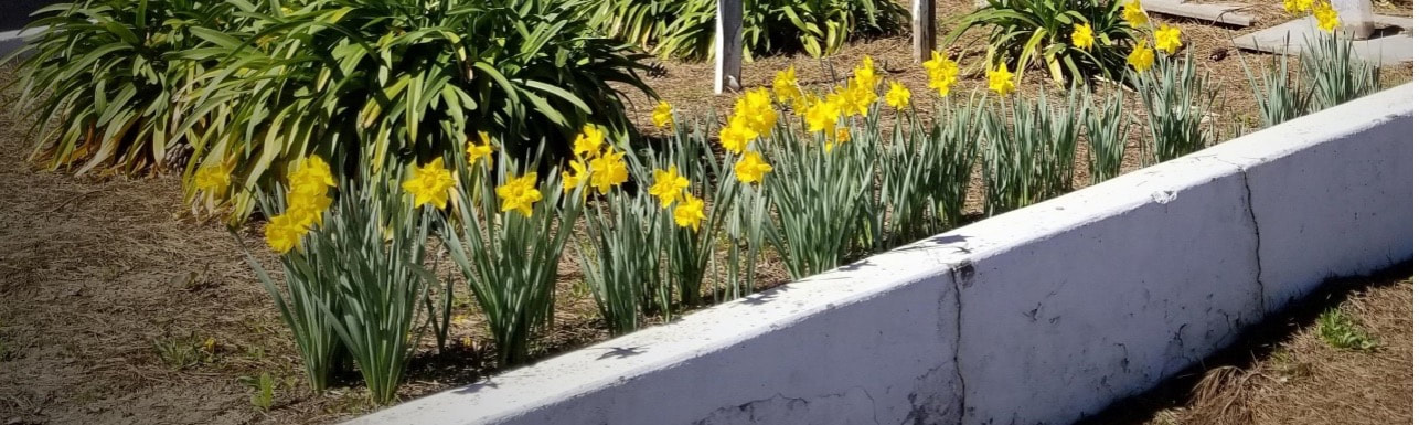 Bright yellow daffodils blooming in a garden bed by a white wall.