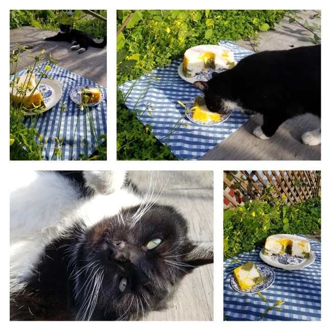 A black cat investigates a picnic setup with tea and desserts outdoors.