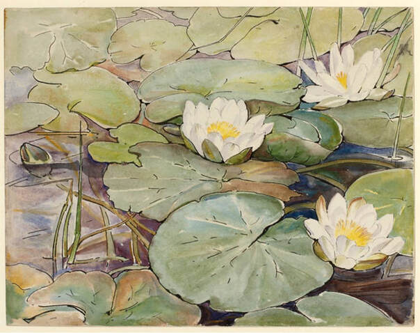 White water lilies floating on lily pads in a pond.