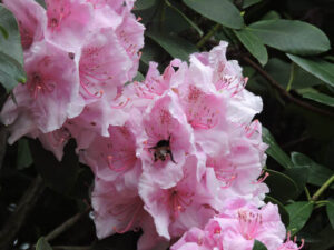 Close-up of pink rhododendron flowers with a bee.