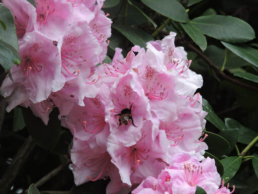 June 2022 – The Latest from London, Part I, Afternoon Tea