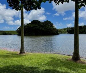 Two trees frame a serene lake with a small island under a bright blue sky.