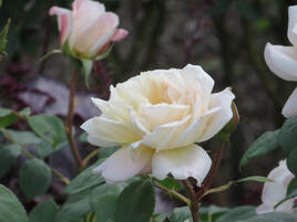 King Arthur Flour all-purpose flour package.