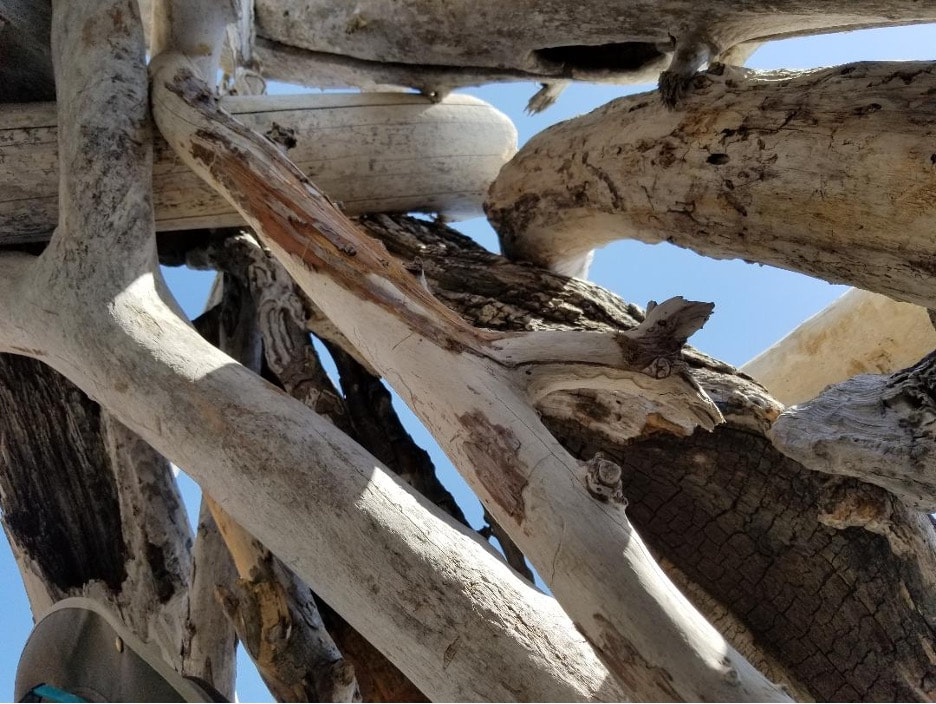 Close-up of weathered tree branches against a clear blue sky.