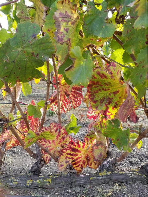 November 2022 – First Hints of Fall