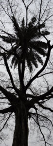 Silhouetted tree branches against a gray, overcast sky.