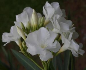 Cluster of delicate white flowers in bloom against a dark background.