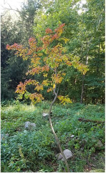 A small tree with autumn leaves in a forest clearing.
