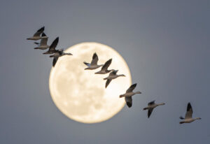 Birds flying in formation across a full moon.