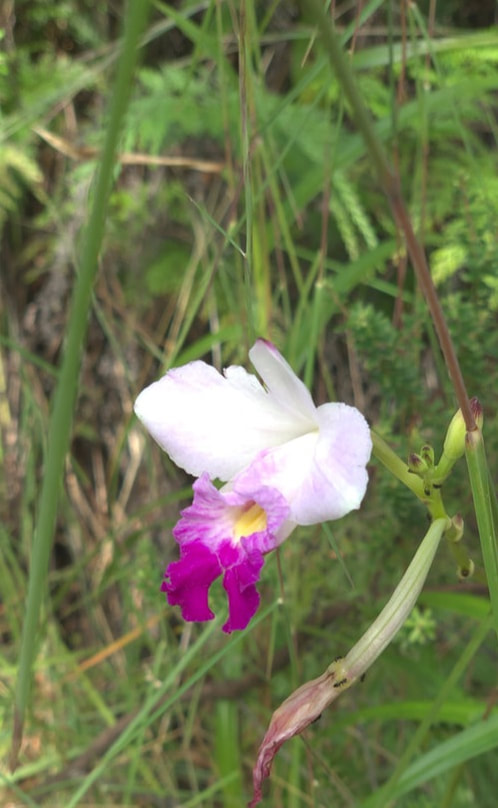 Close-up of a delicate white and purple flower with green foliage.