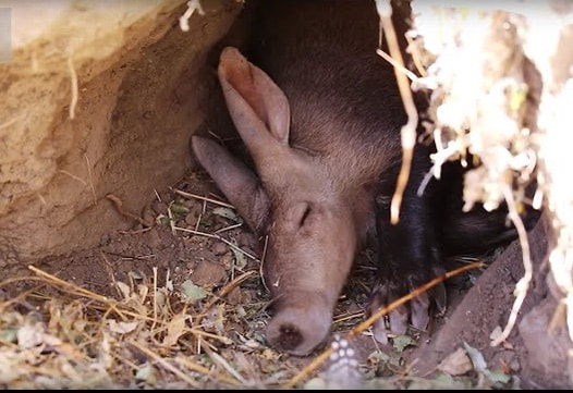 A wild rabbit peeking out from its burrow in natural surroundings.
