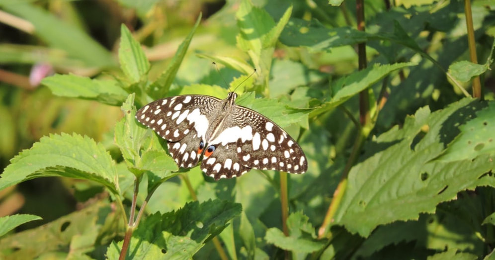 A butterfly with patterned wings resting on green leaves.