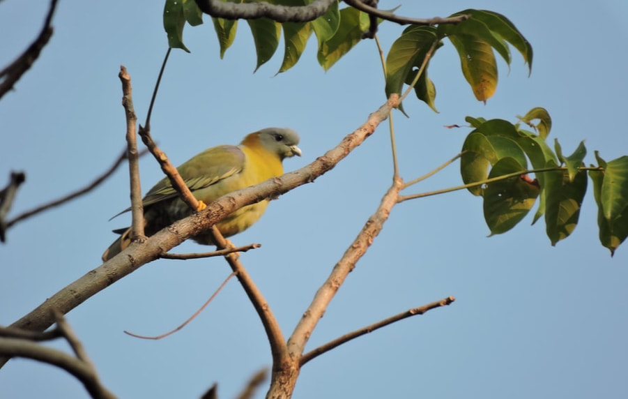 A yellow bird perched on a branch against a clear sky.