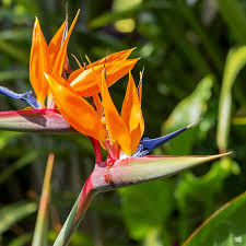 Close-up of a vibrant orange bird of paradise flower with lush green background.