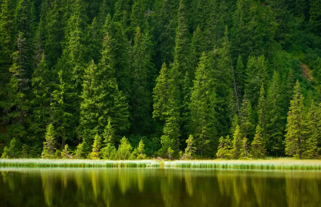 Serene lake reflecting a dense forest of evergreen trees.
