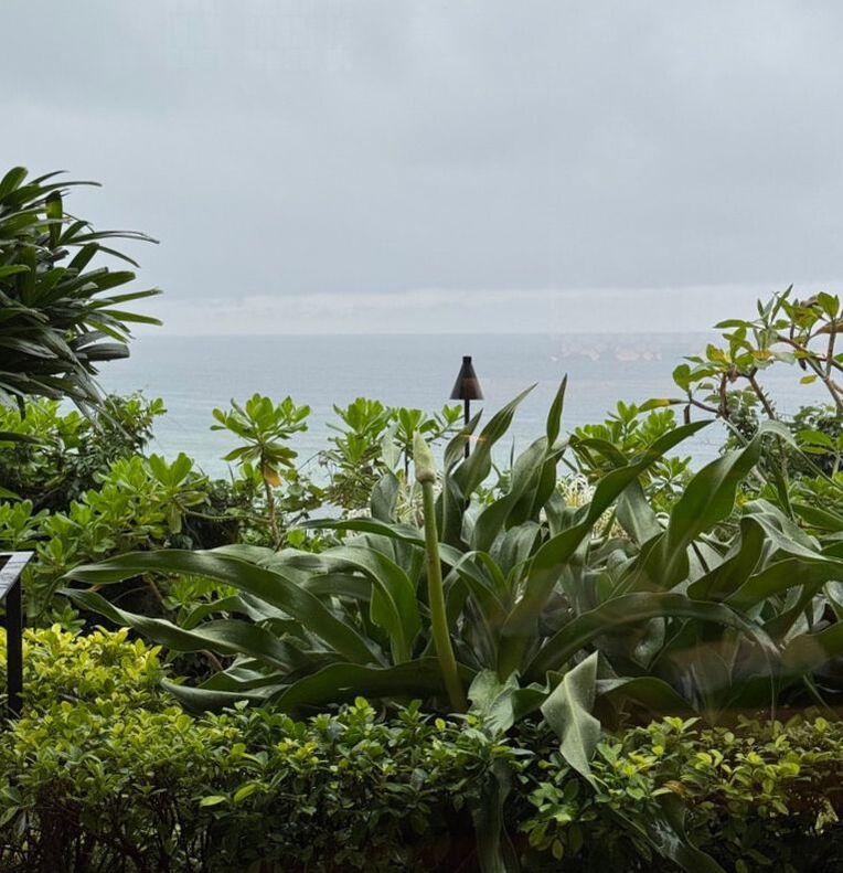 A person standing on lush greenery overlooking a foggy ocean.