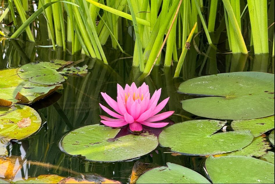 A vibrant pink lotus flower blooming amid green lily pads.