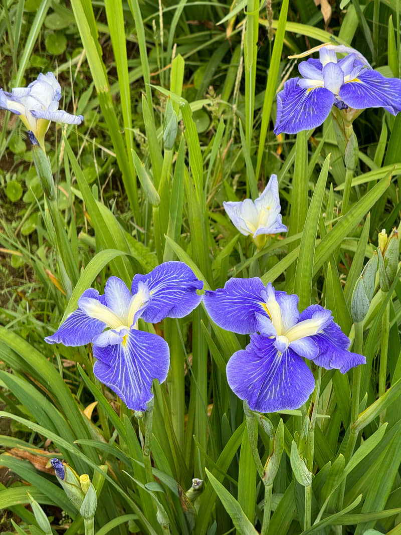 Bright purple irises blooming amidst green grass.