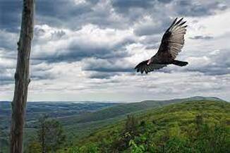 A bird soaring over a green valley under a cloudy sky.