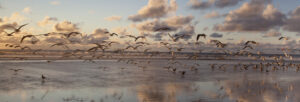Seagulls flying over a calm beach at sunset.