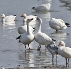 A group of seagulls standing on a wet sandy beach near the water.