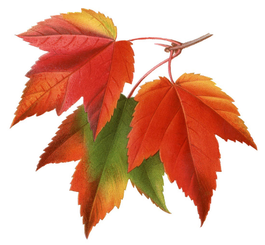 Colorful autumn leaves showing red, orange, and green hues.