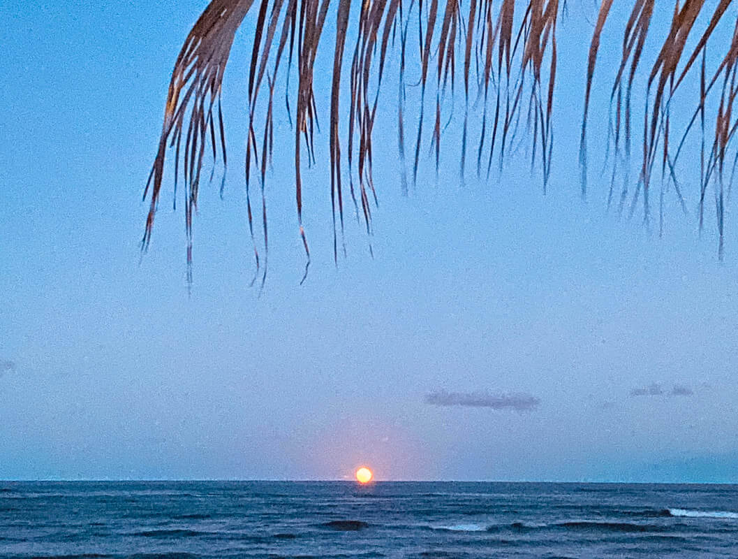 Sunset over the ocean with palm fronds framing the sky.