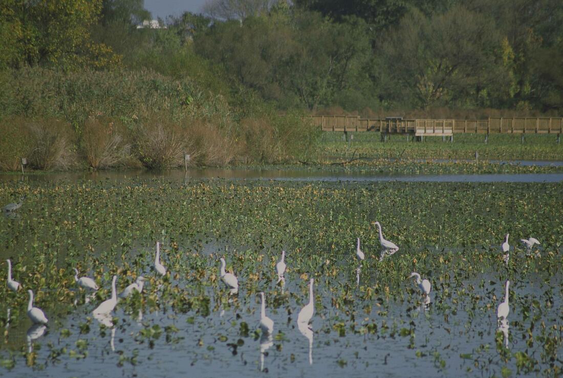 A group of herons standing in a marshy wetland area.