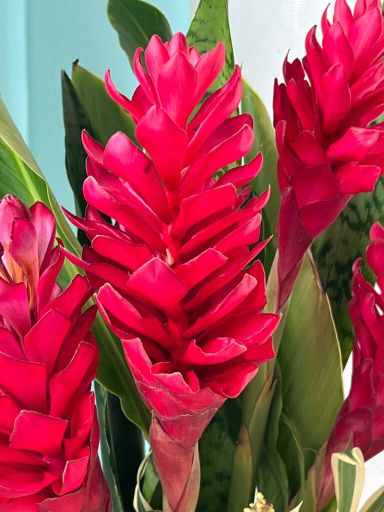 Close-up of vibrant red ginger flowers with lush green leaves.